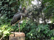 Здравствуй, аист-Марабу