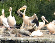 Здравствуй, аист-Марабу