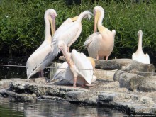 Здравствуй, аист-Марабу