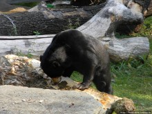 Здравствуй, аист-Марабу