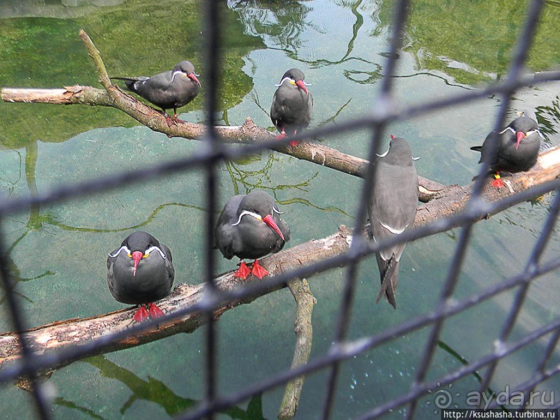 Здравствуй, аист-Марабу