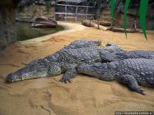 Здравствуй, аист-Марабу