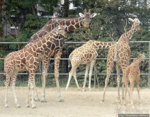 Здравствуй, аист-Марабу