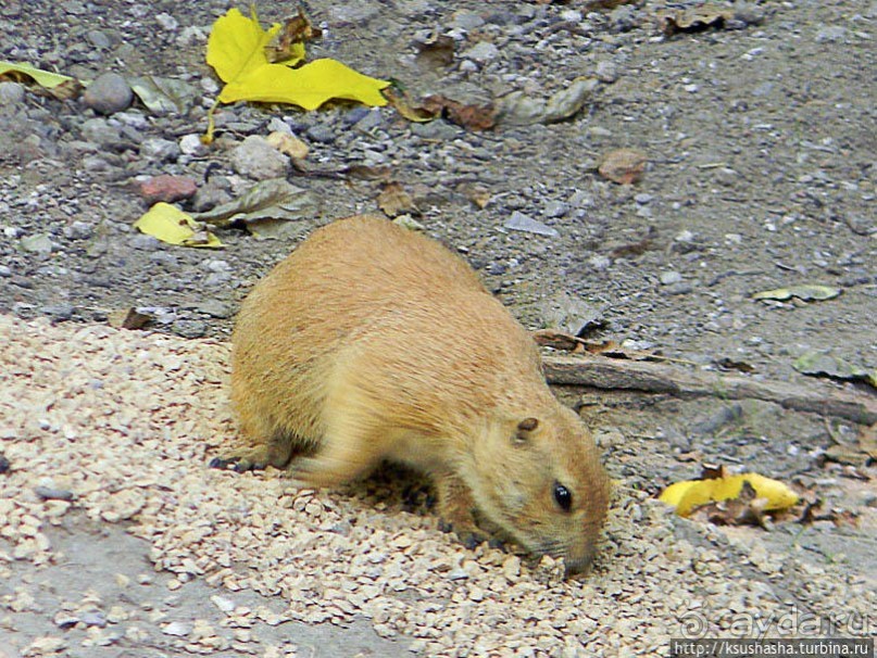 Здравствуй, аист-Марабу