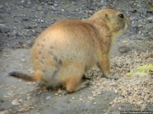 Здравствуй, аист-Марабу