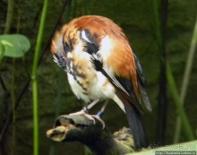 Здравствуй, аист-Марабу