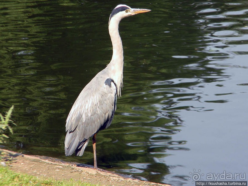 Здравствуй, аист-Марабу