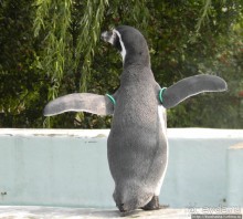 Здравствуй, аист-Марабу