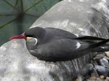 Здравствуй, аист-Марабу