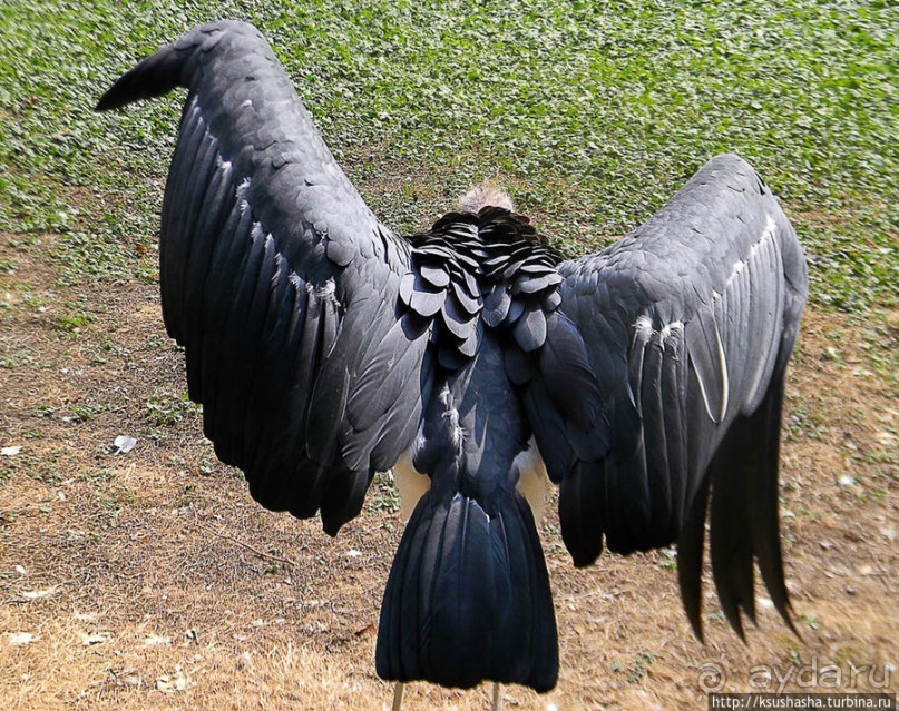 Здравствуй, аист-Марабу