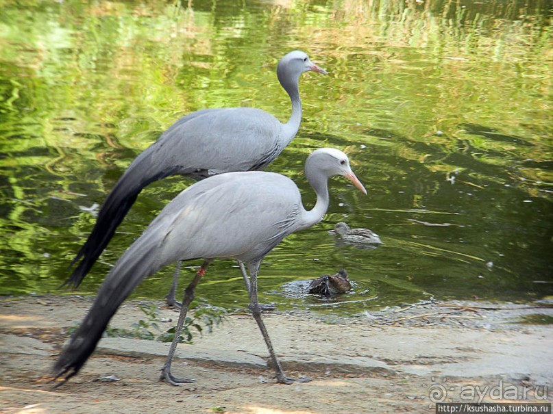 Здравствуй, аист-Марабу
