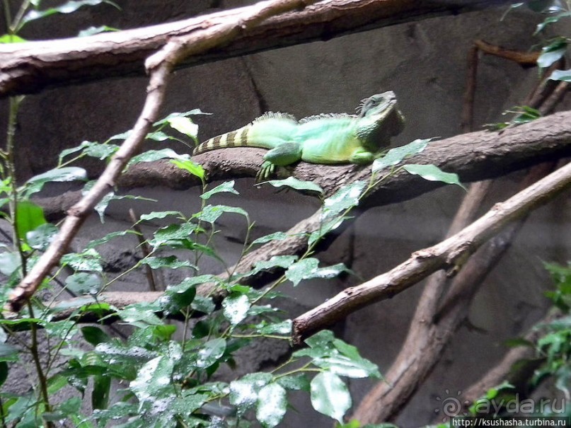 Здравствуй, аист-Марабу