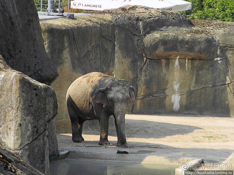 Здравствуй, аист-Марабу