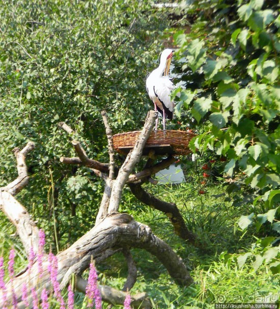 Здравствуй, аист-Марабу