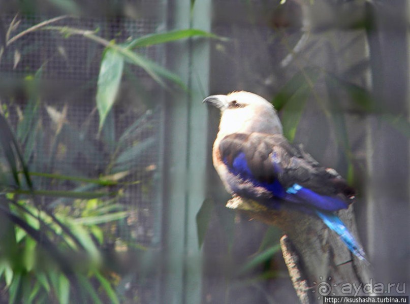 Здравствуй, аист-Марабу