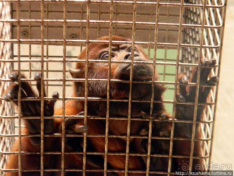 Здравствуй, аист-Марабу