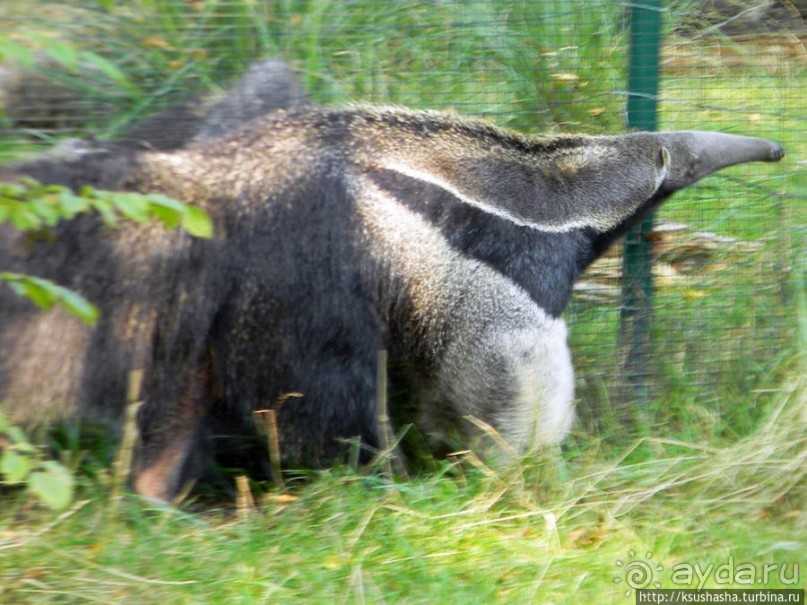 Здравствуй, аист-Марабу