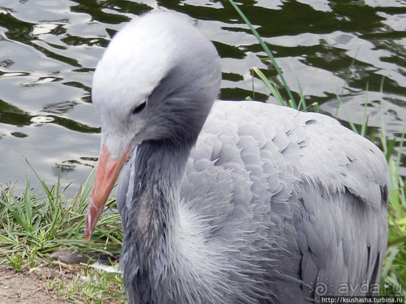 Здравствуй, аист-Марабу