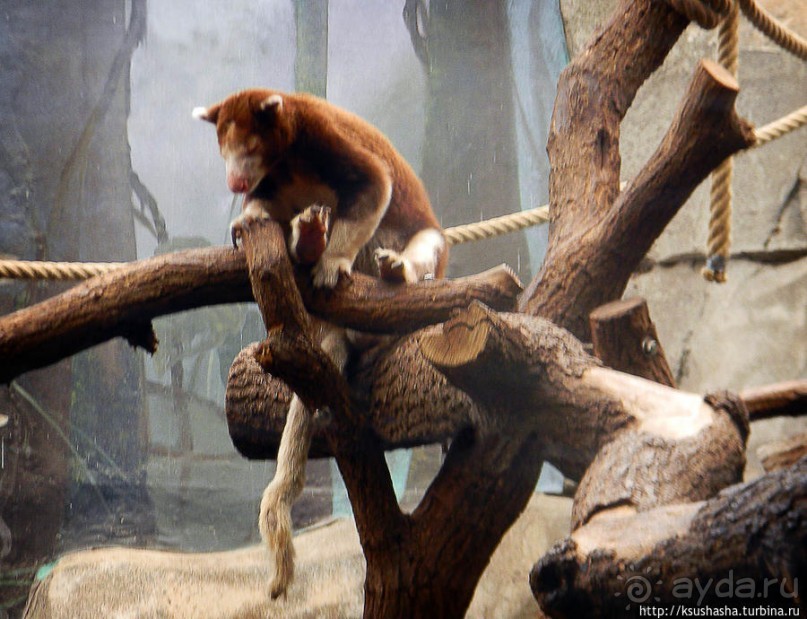 Здравствуй, аист-Марабу