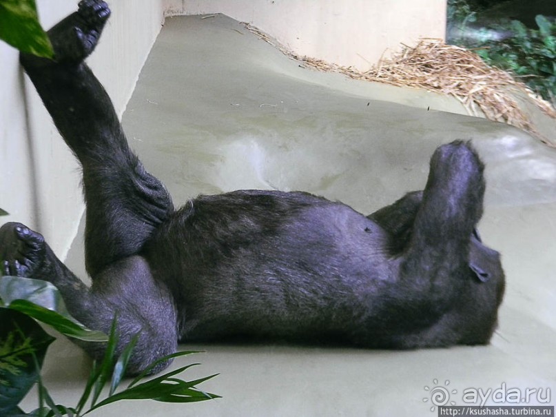 Здравствуй, аист-Марабу