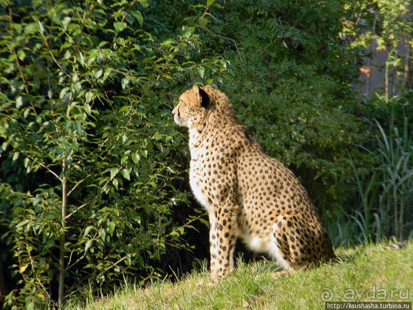 Здравствуй, аист-Марабу