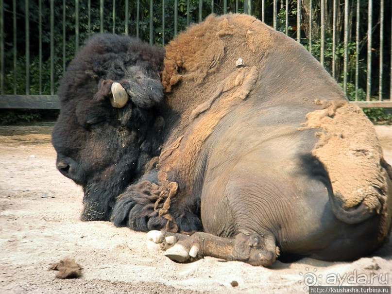 Здравствуй, аист-Марабу