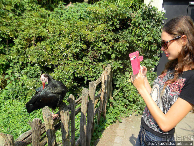 Здравствуй, аист-Марабу