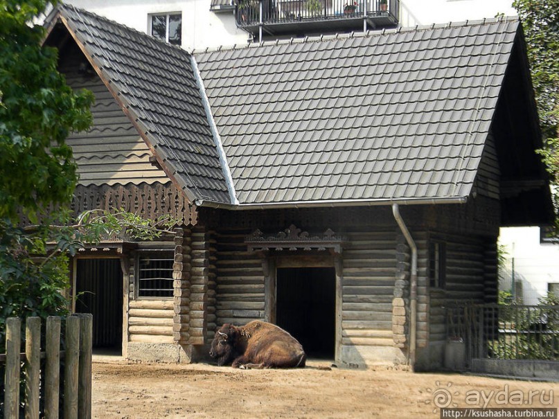 Здравствуй, аист-Марабу