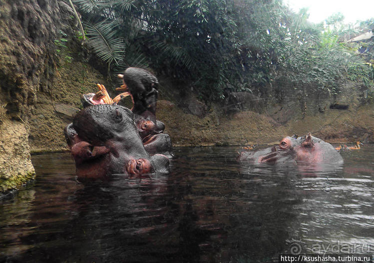 Здравствуй, аист-Марабу