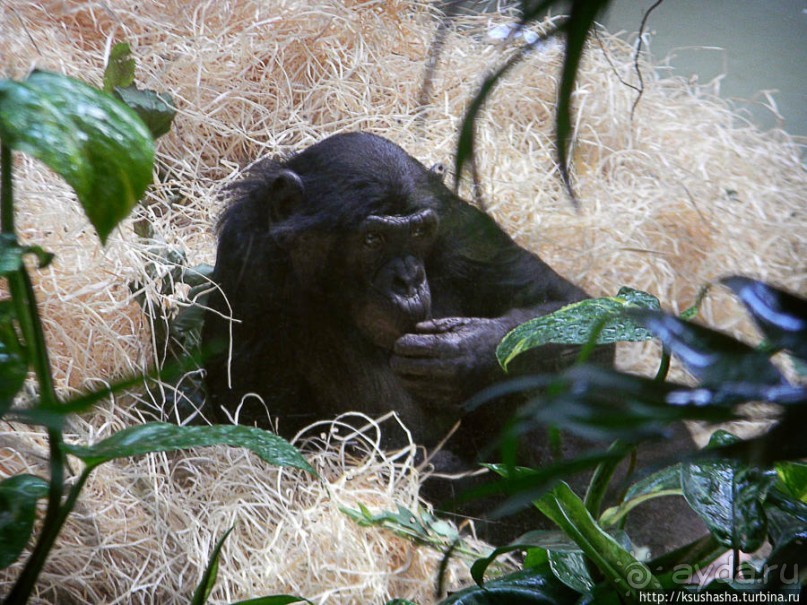 Здравствуй, аист-Марабу