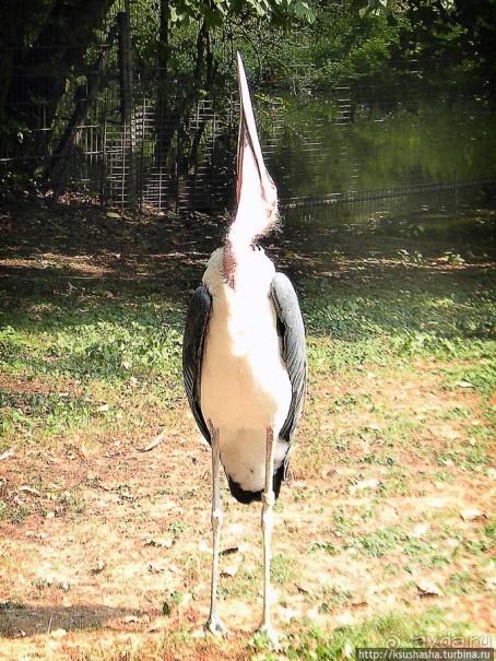 Здравствуй, аист-Марабу