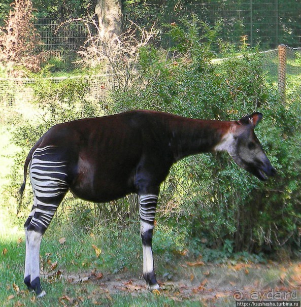 Здравствуй, аист-Марабу