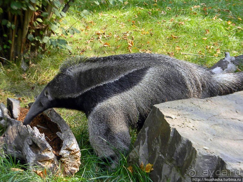 Здравствуй, аист-Марабу