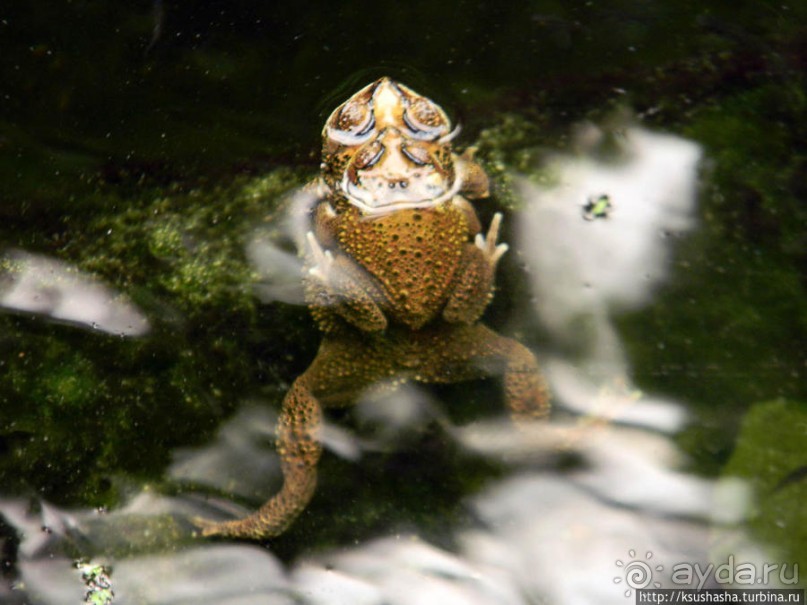 Здравствуй, аист-Марабу