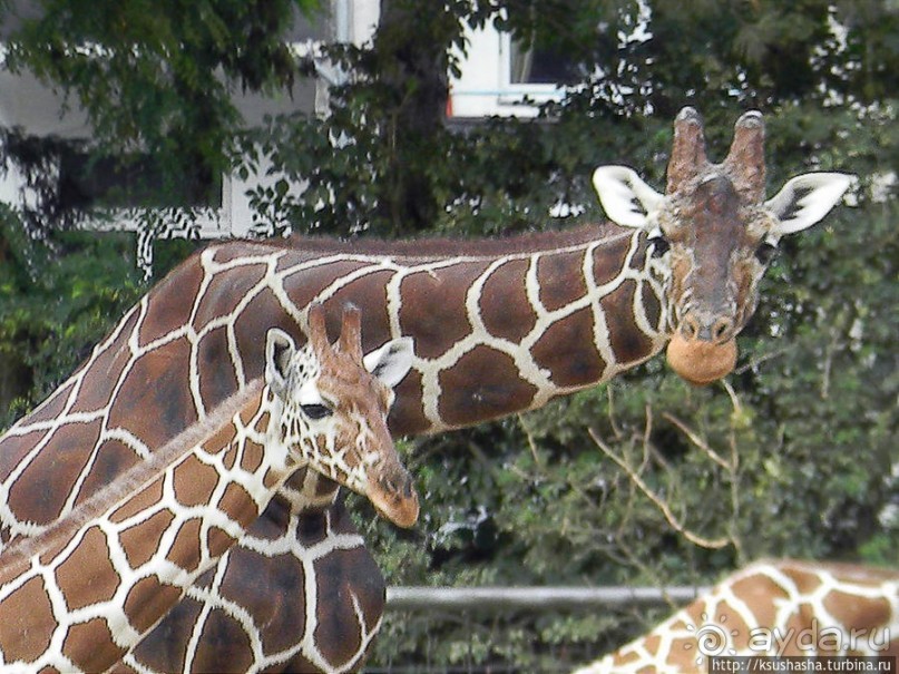 Здравствуй, аист-Марабу