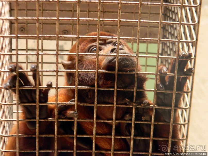 Здравствуй, аист-Марабу