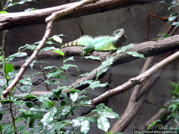 Здравствуй, аист-Марабу