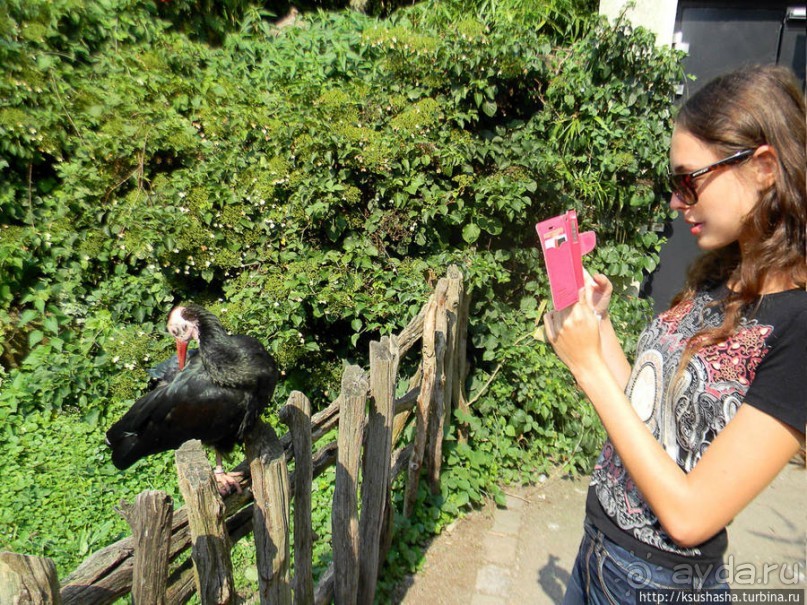 Здравствуй, аист-Марабу