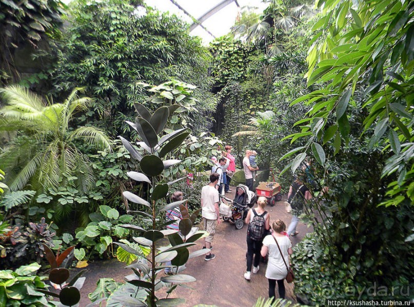 Здравствуй, аист-Марабу