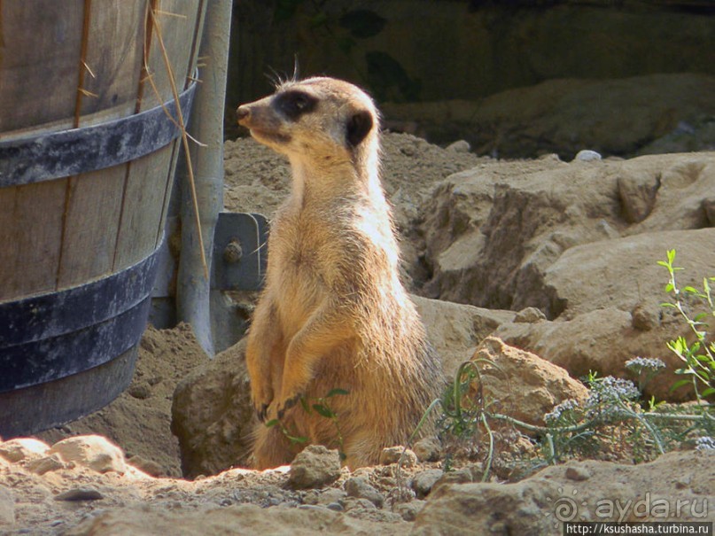 Здравствуй, аист-Марабу