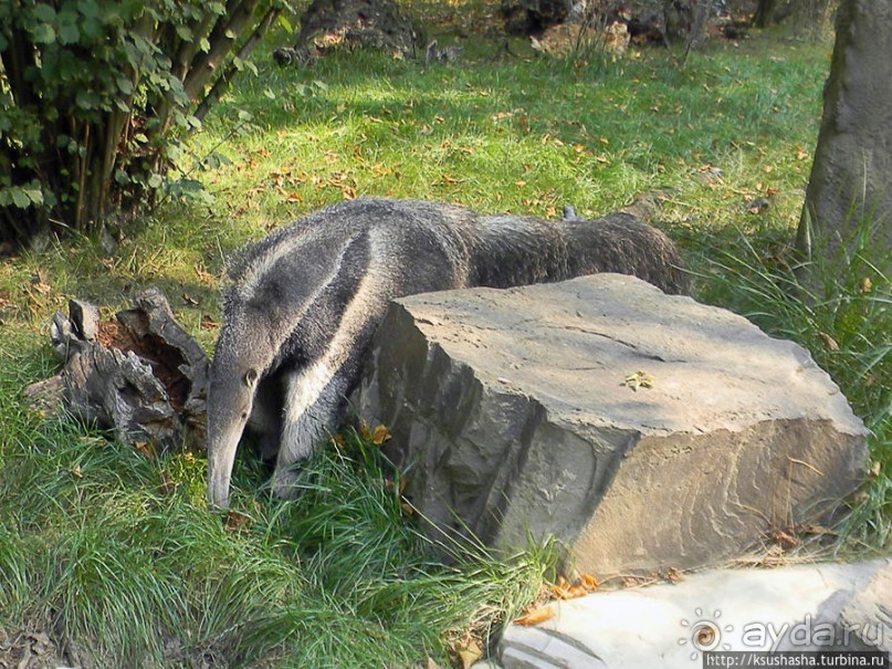 Здравствуй, аист-Марабу