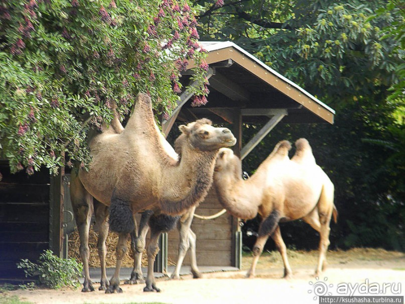 Здравствуй, аист-Марабу