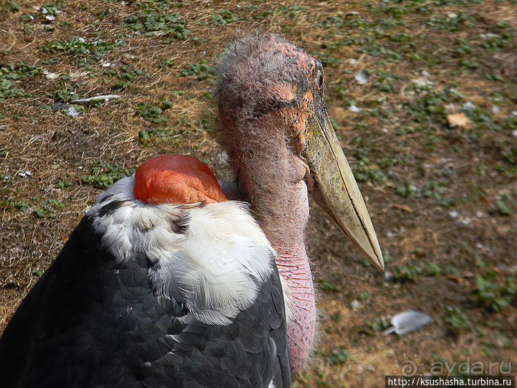 Здравствуй, аист-Марабу