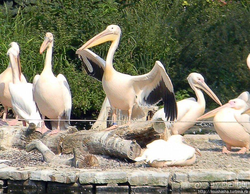 Здравствуй, аист-Марабу