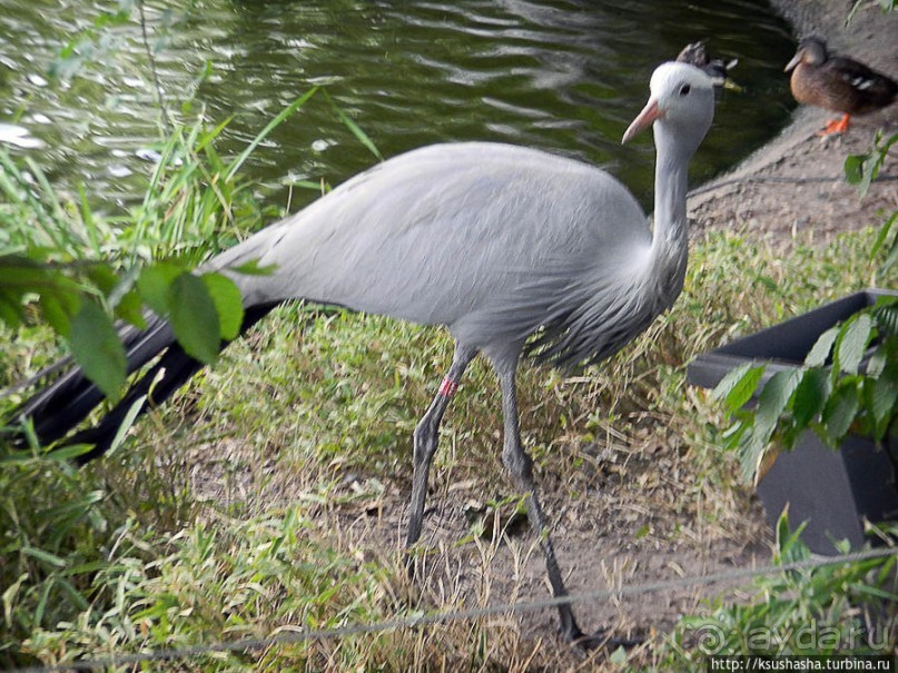 Здравствуй, аист-Марабу