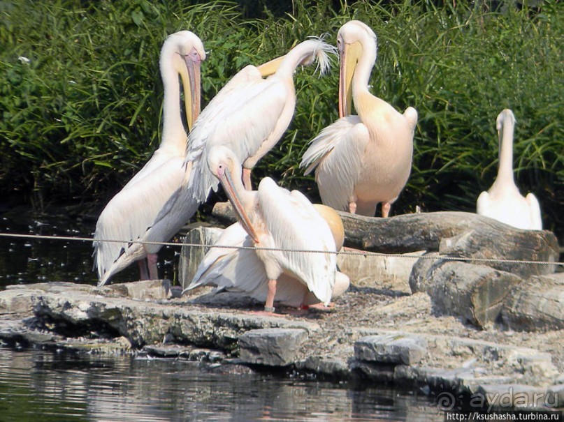 Здравствуй, аист-Марабу