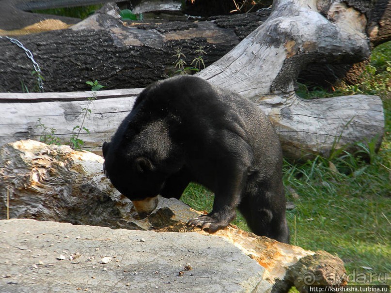 Здравствуй, аист-Марабу