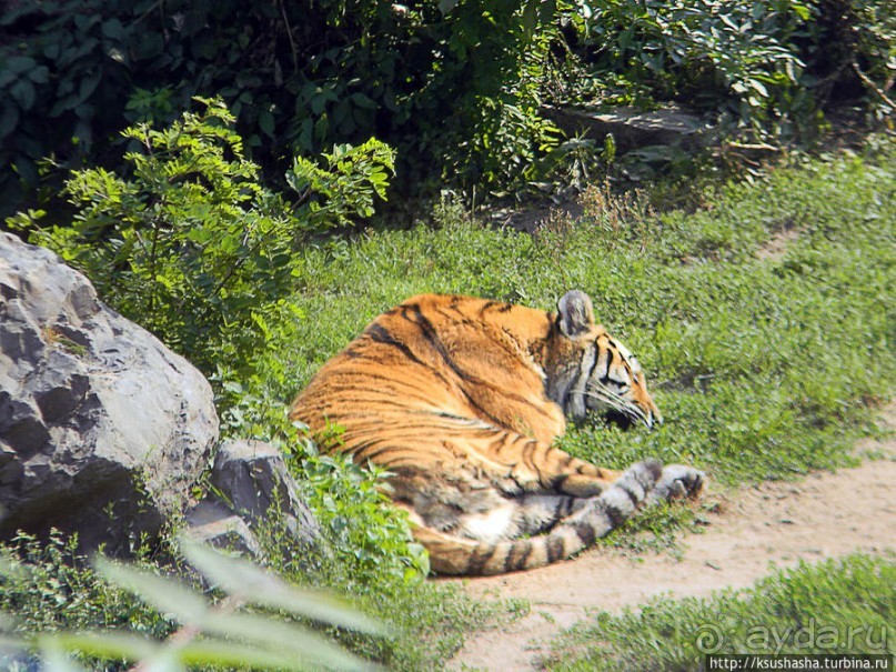 Здравствуй, аист-Марабу