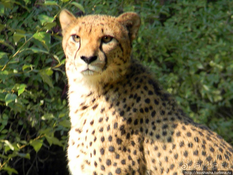 Здравствуй, аист-Марабу