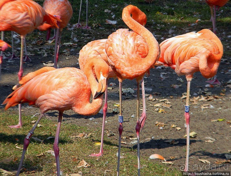 Здравствуй, аист-Марабу